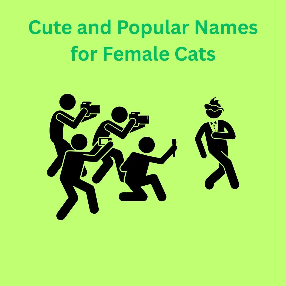 Cute and Popular Names for Female Cats