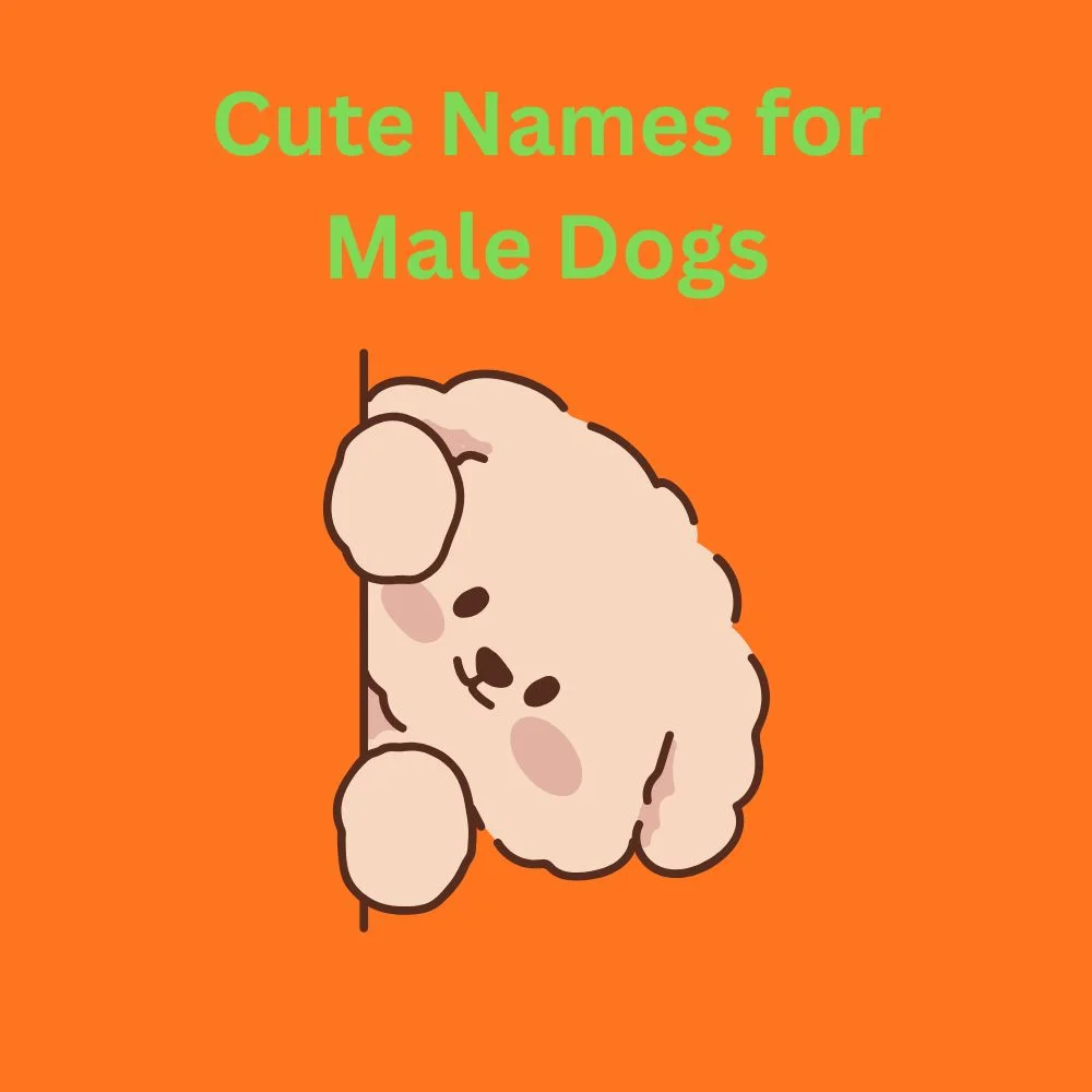 Cute Names for Male Dogs 