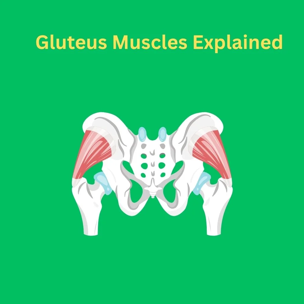 Gluteus Muscles Explained
