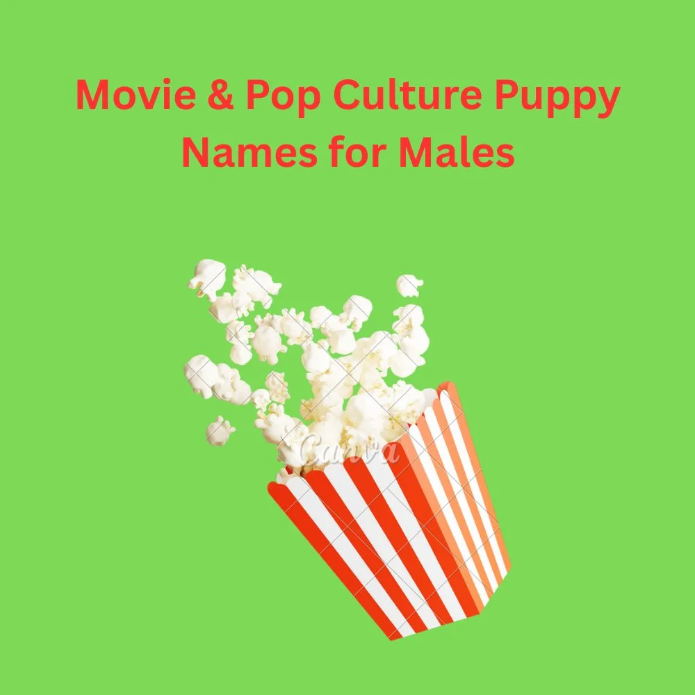 Movie & Pop Culture Puppy Names for Males