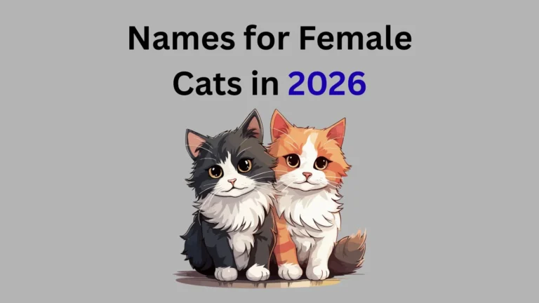 Names for Female Cats in 2026