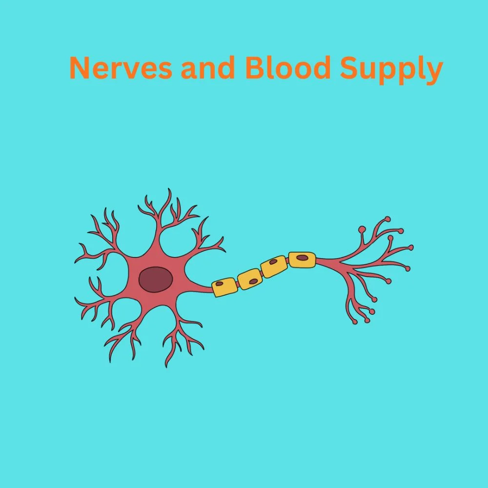 Nerves and Blood Supply