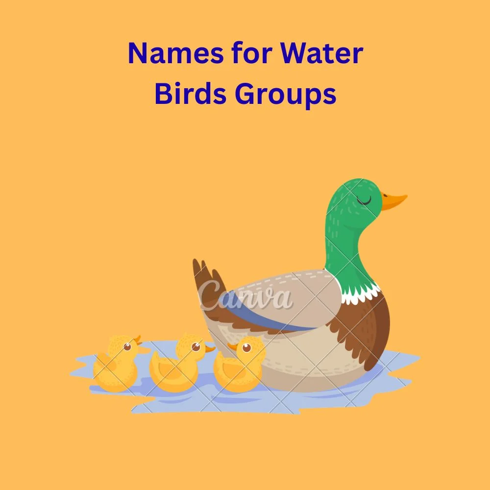 Names for Water Birds Groups