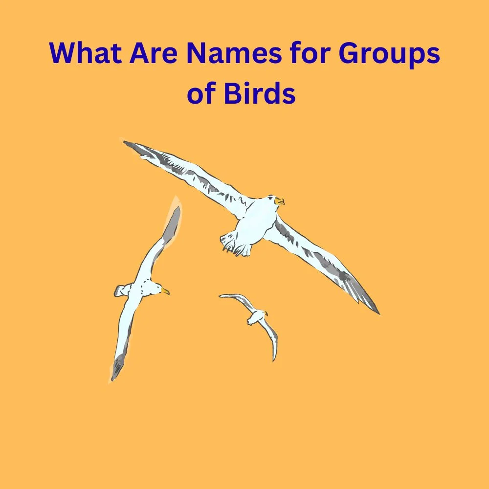 What Are Names for Groups of Birds